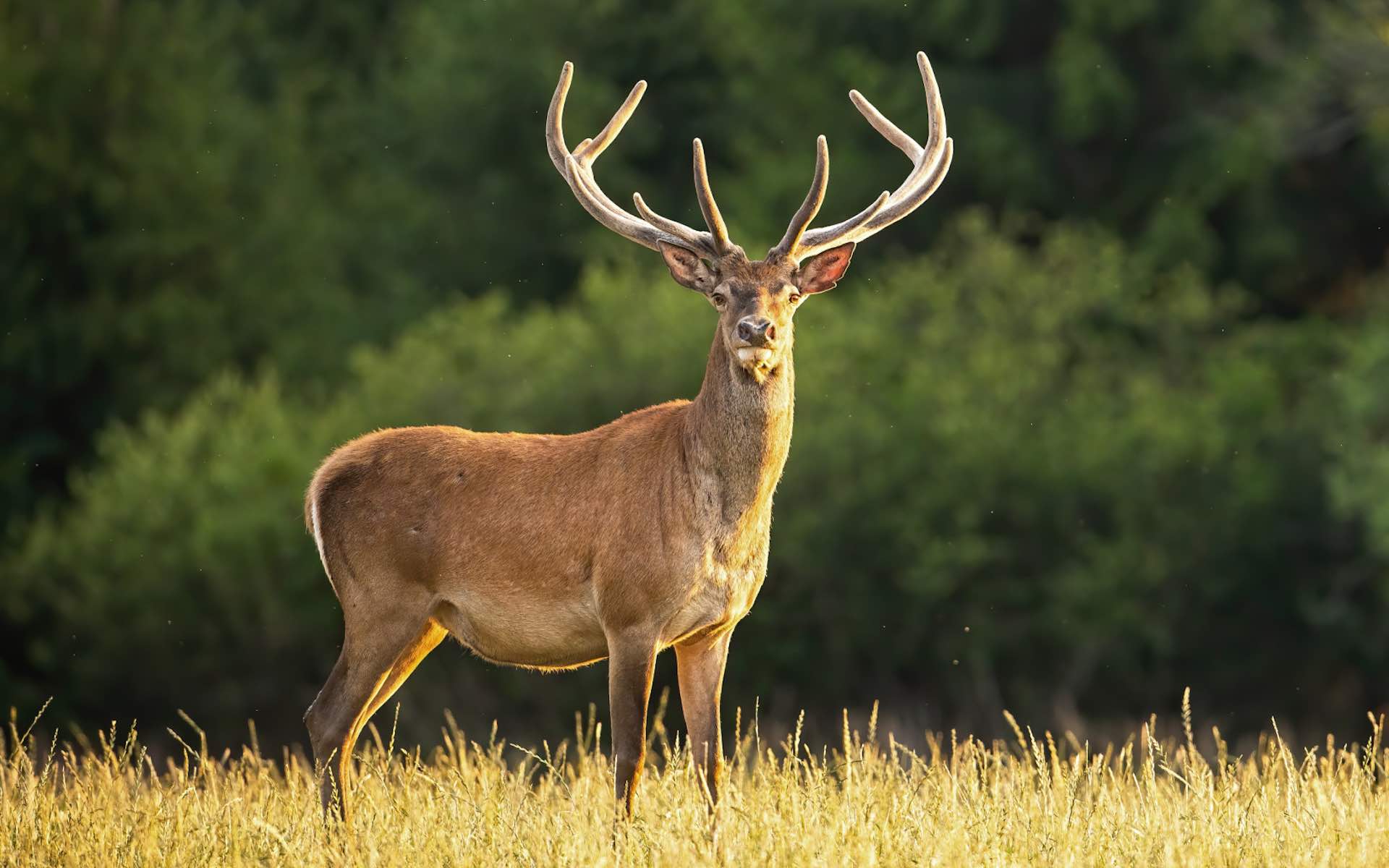 Yellowstone Park confirms first case of zombie deer disease